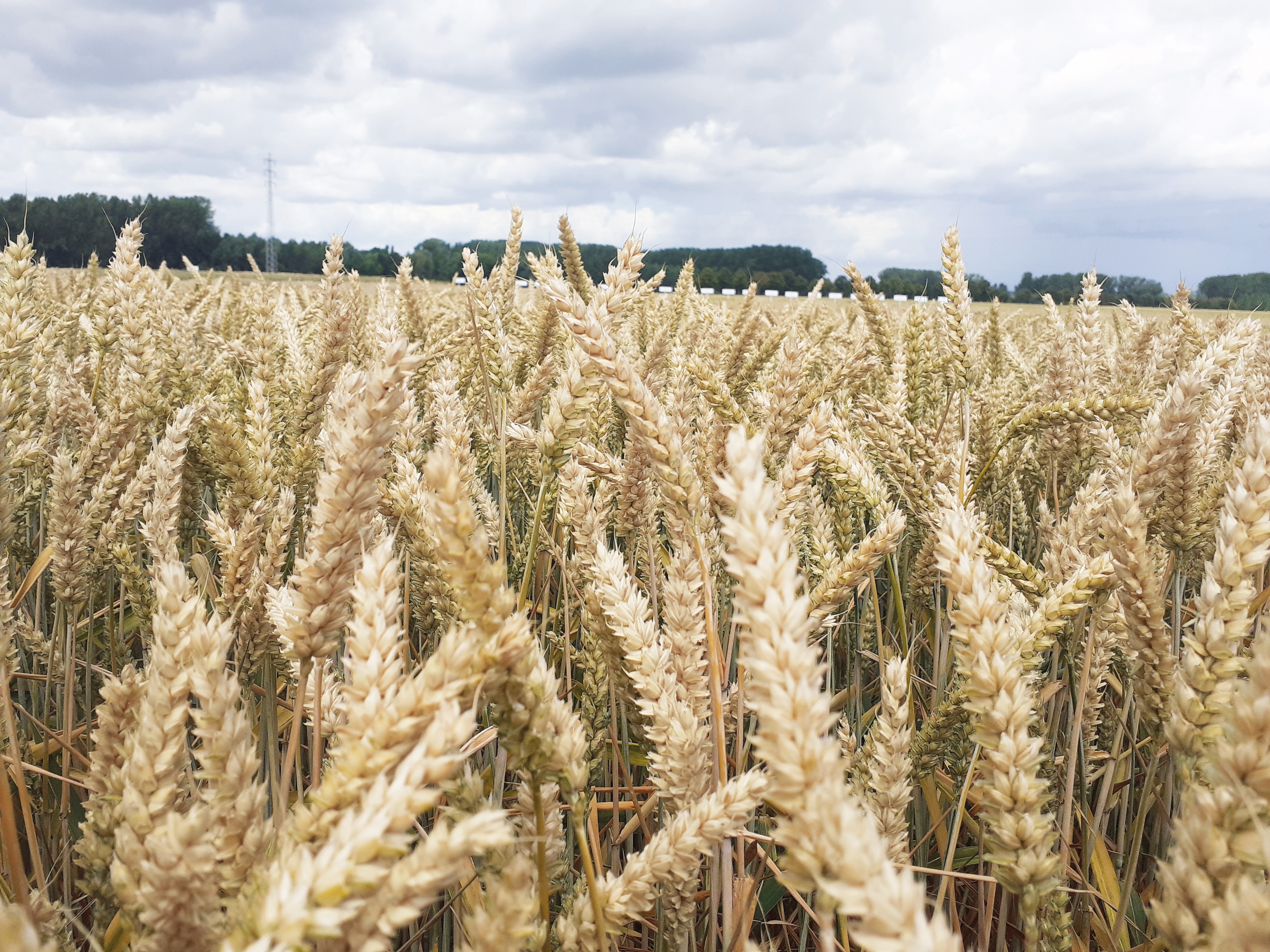 Product id kijker - zaaigranen