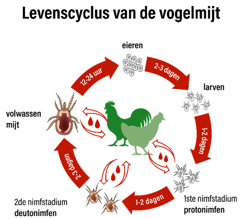 29.04.2025_Nieuwsbrief AN_bloedluizen