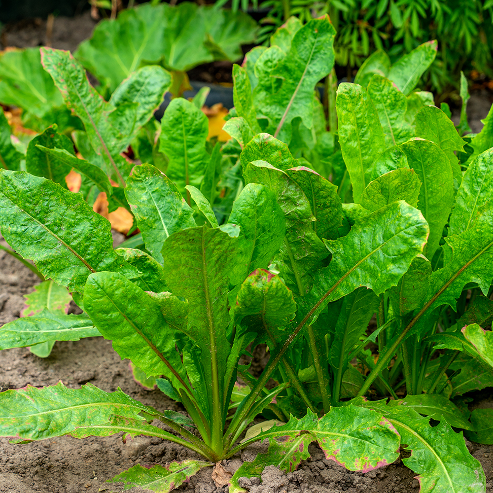 Image d’oseille dans un potager