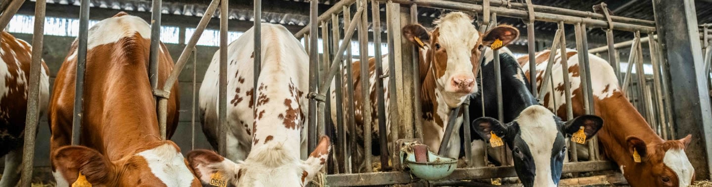 koeien worden gevoederd in de stal
