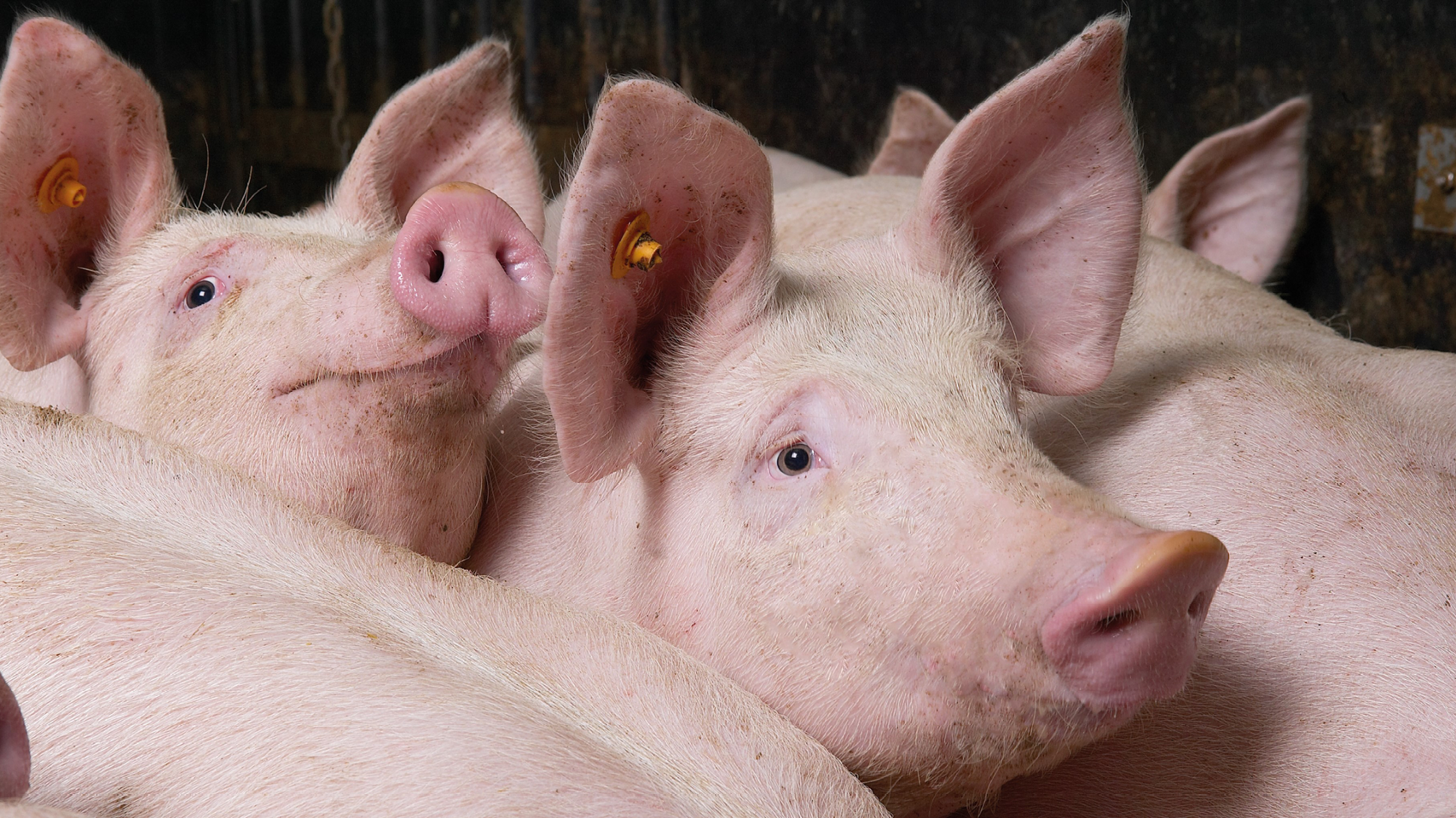 Foto varkens Lagere voederopname bij hogere temperaturen