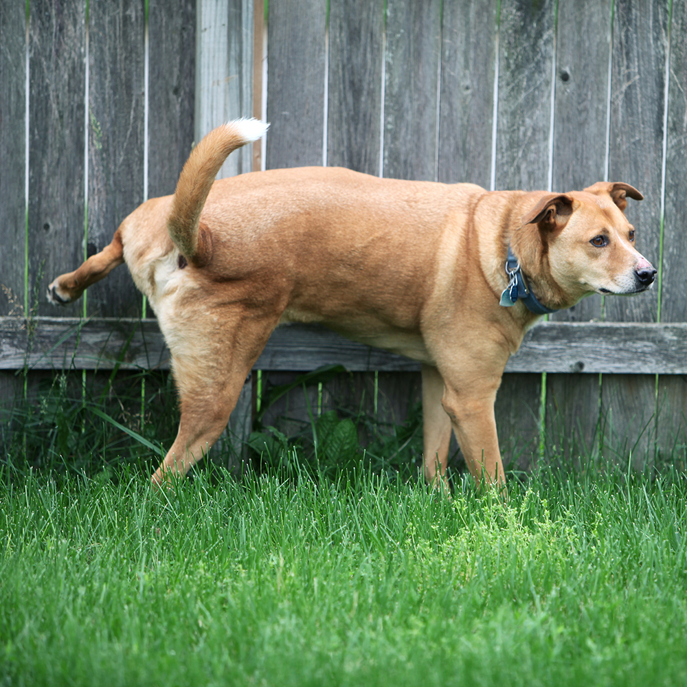 Hond heft poot op tegen schutting - Aveve