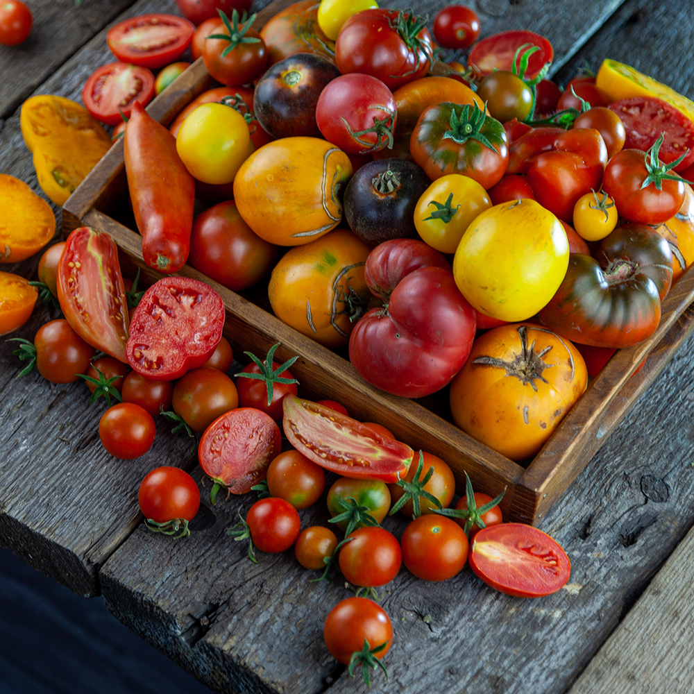 Image de nombreuses tomates rouges et jaunes étalées sur une table en bois - Aveve