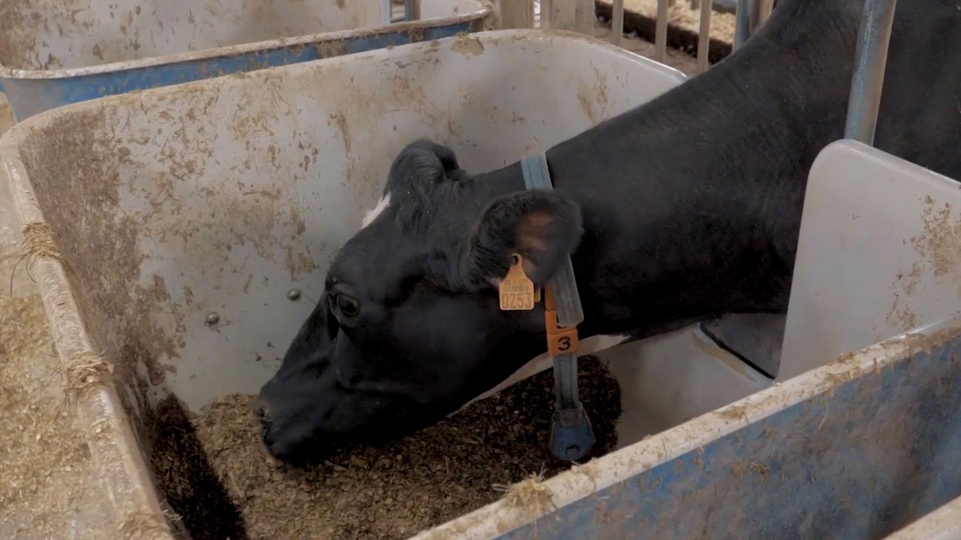 Cow eats from feeder tasting station in barn