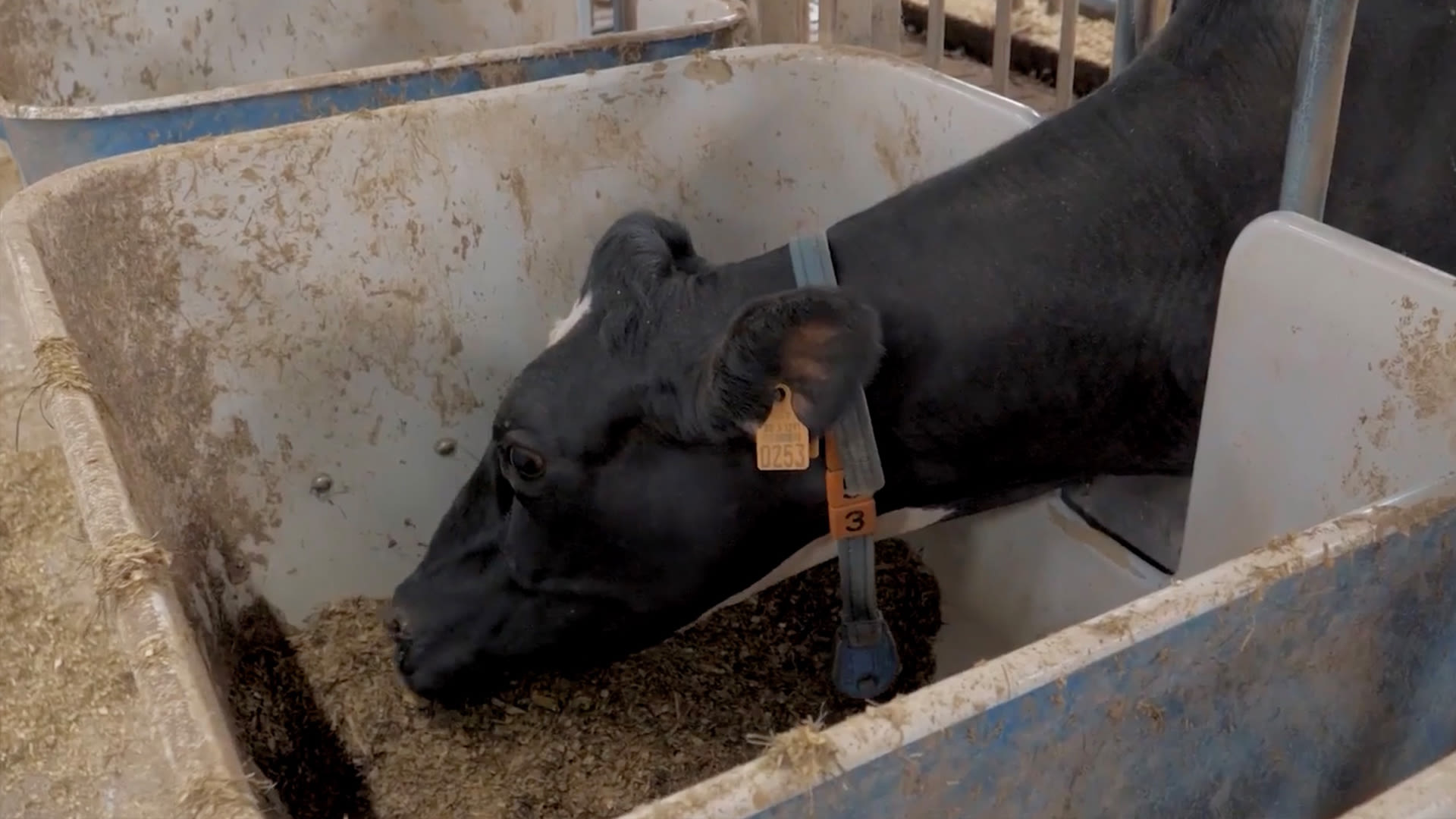 Vache qui mange dans une ferme expérimentale