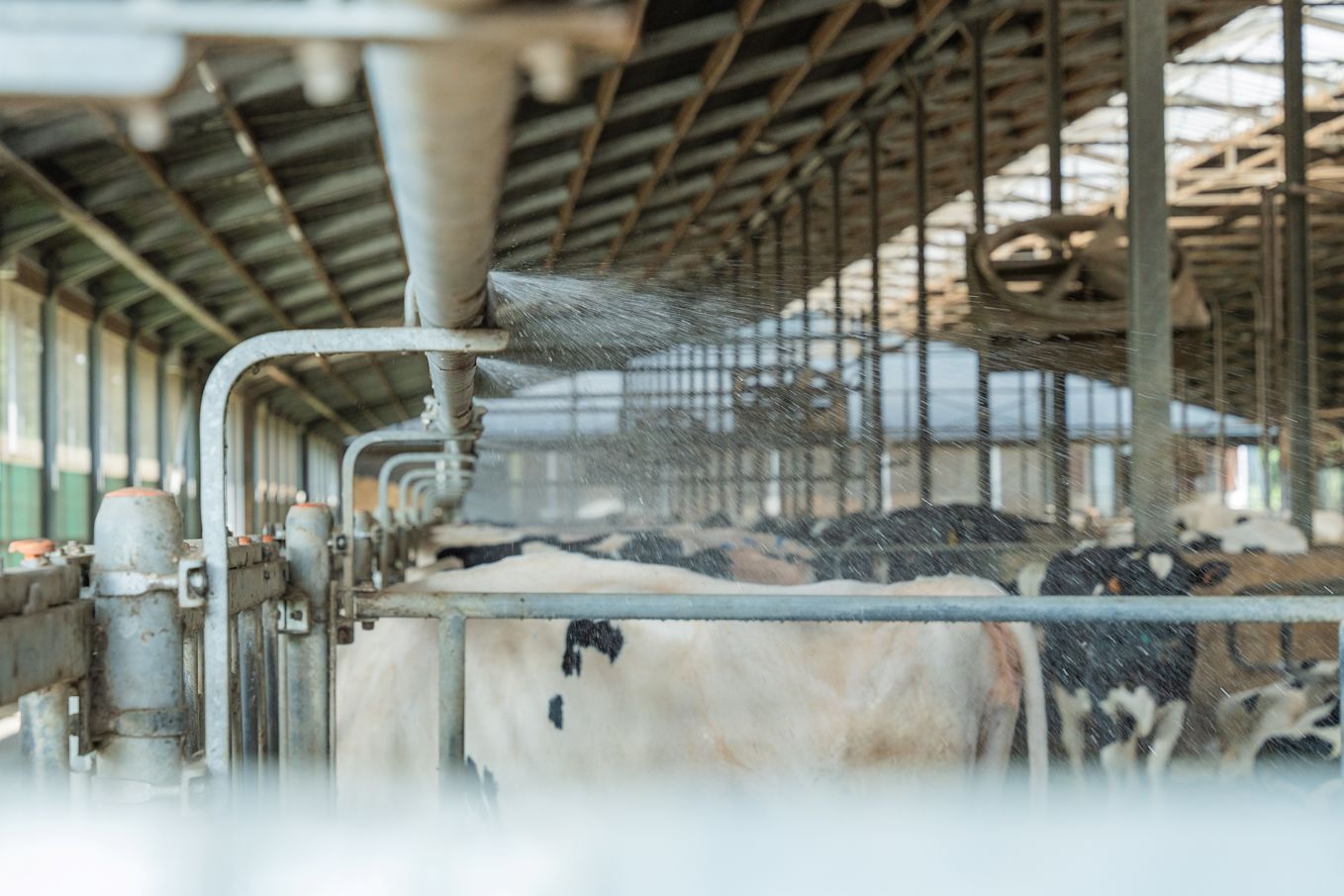 Hittestress.be - Algemeen