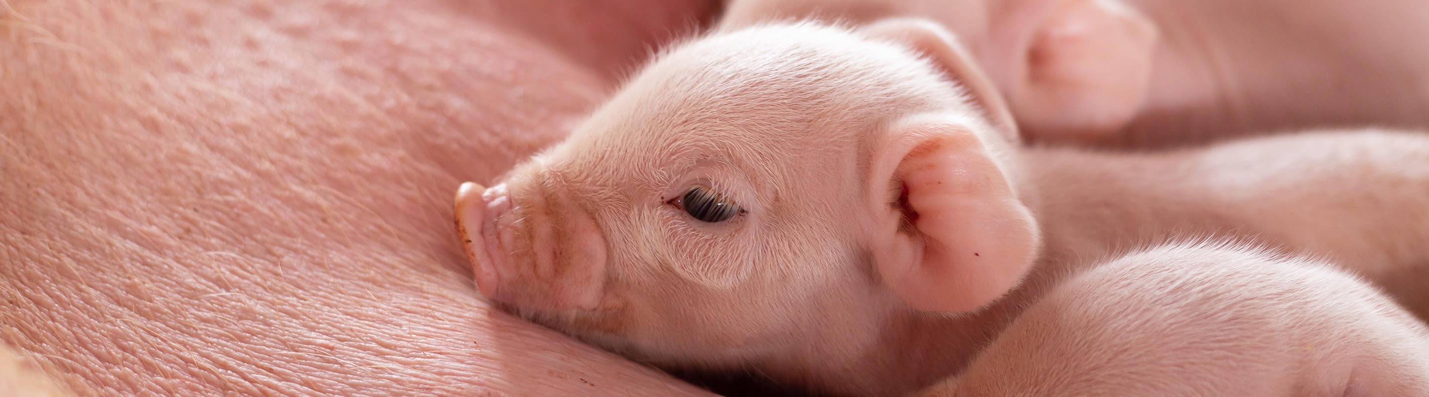 photo of a piglet drinking with the sow