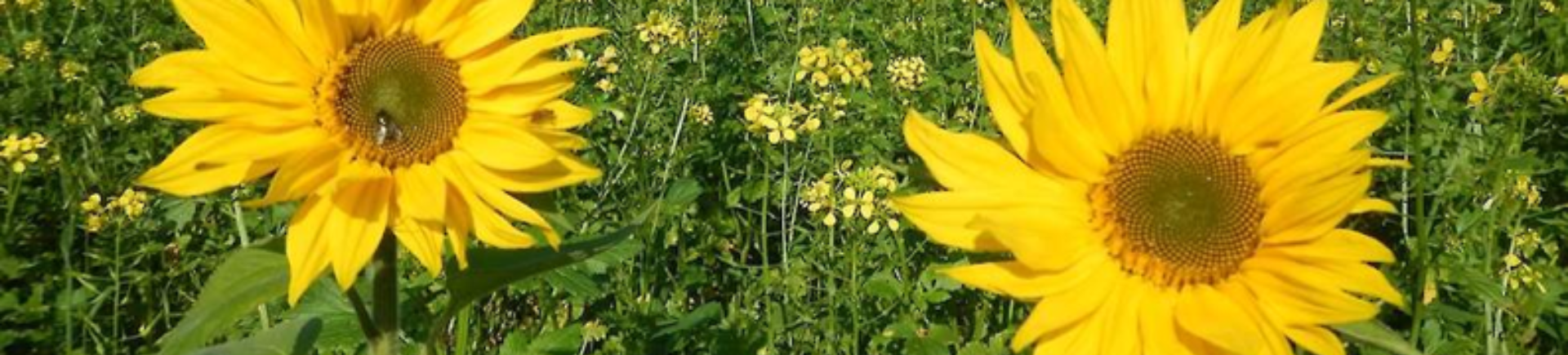 27.03.2026_Nieuwsbrief AH_De belangrijkste ecoregelingen even op een rij 