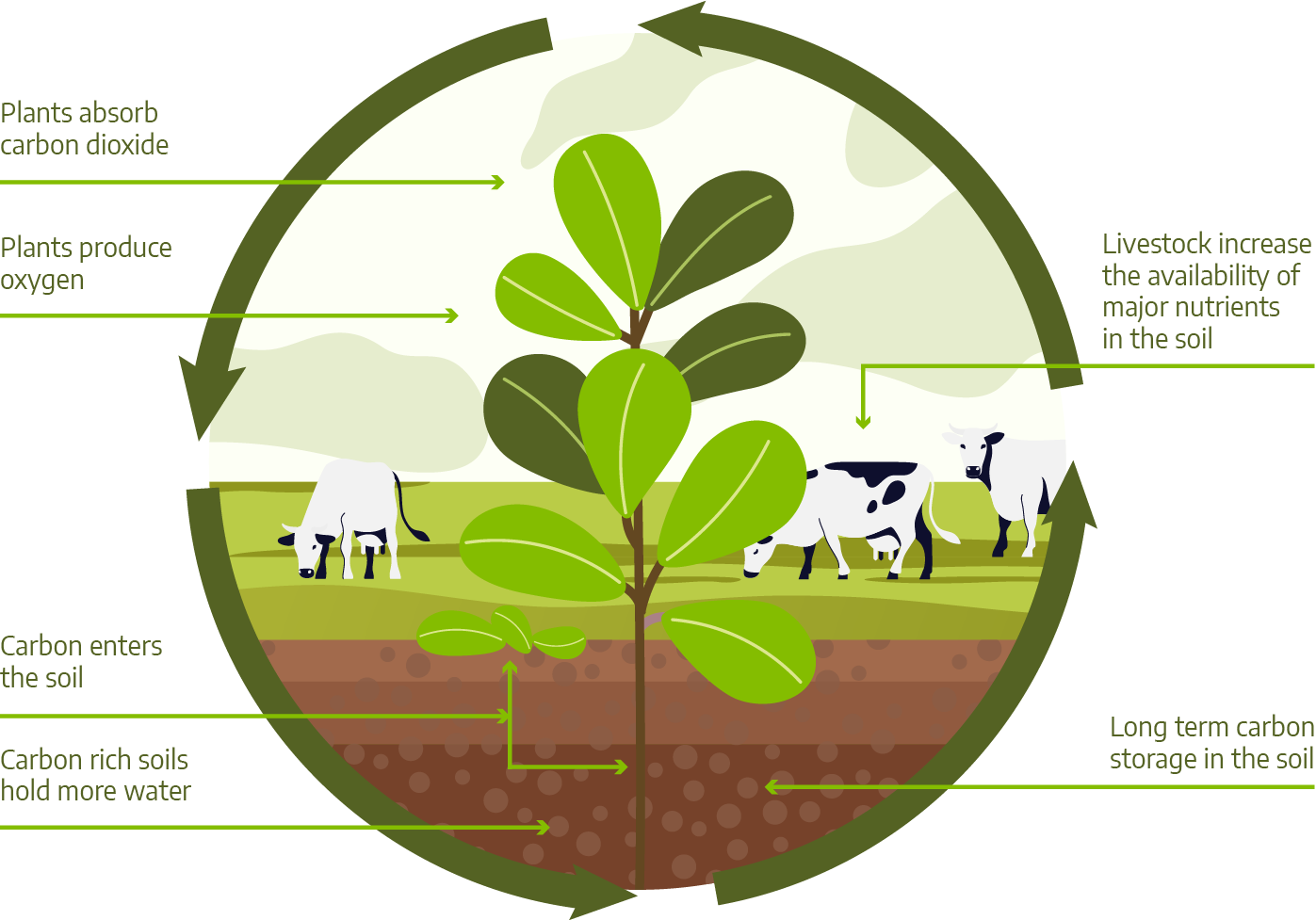 Carbon farming infograph