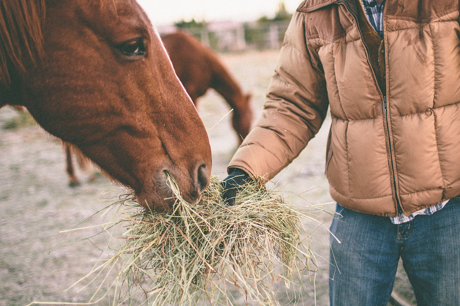 Conseils sur le fourrage grossier pour bien nourrir votre cheval en hiver