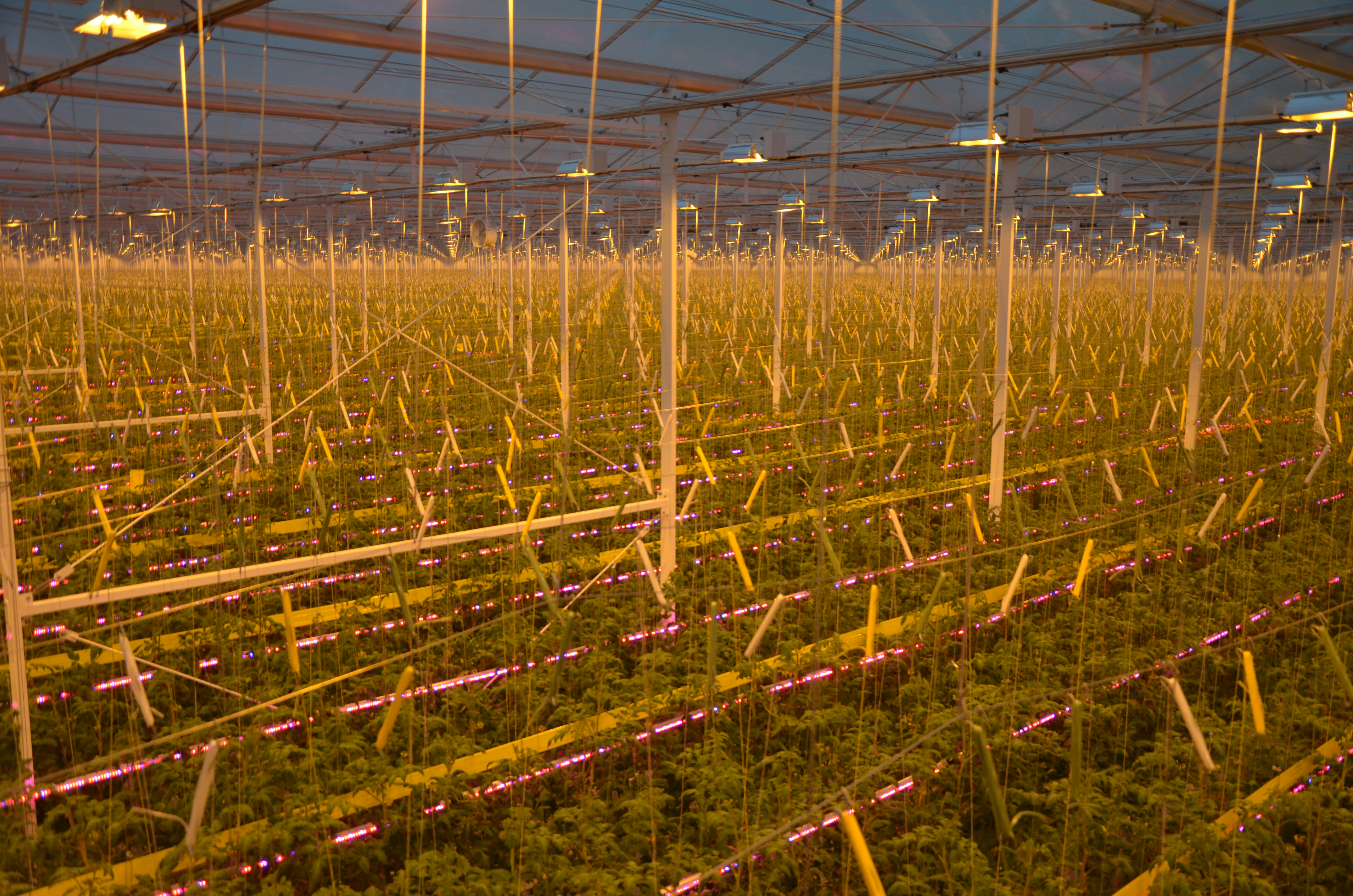 Image of a Project Engineer at Hortiplan