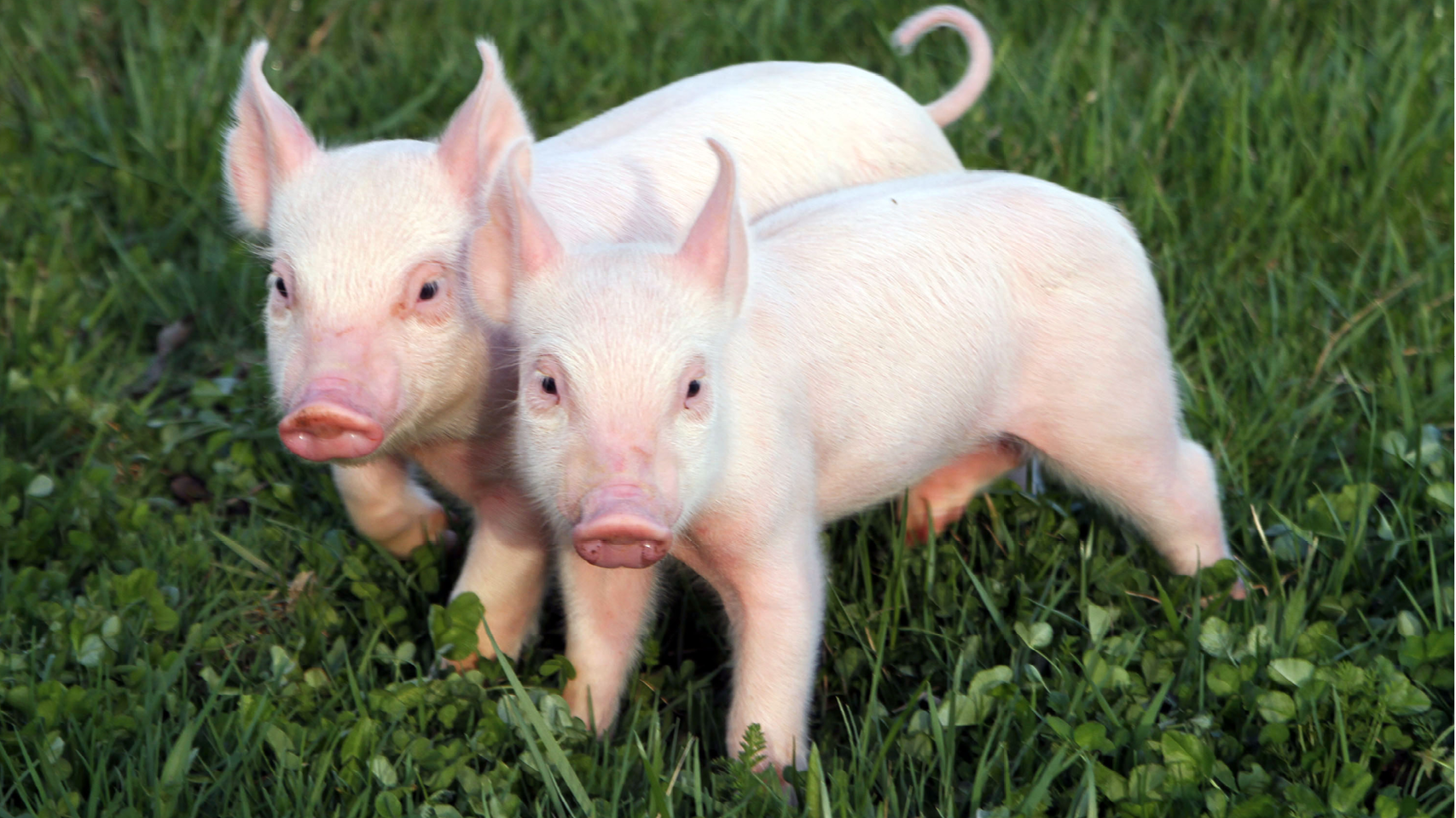 Biggen banner 5 1280x720px