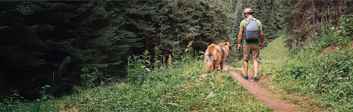 Hond op wandelvakantie in het bos - Aveve