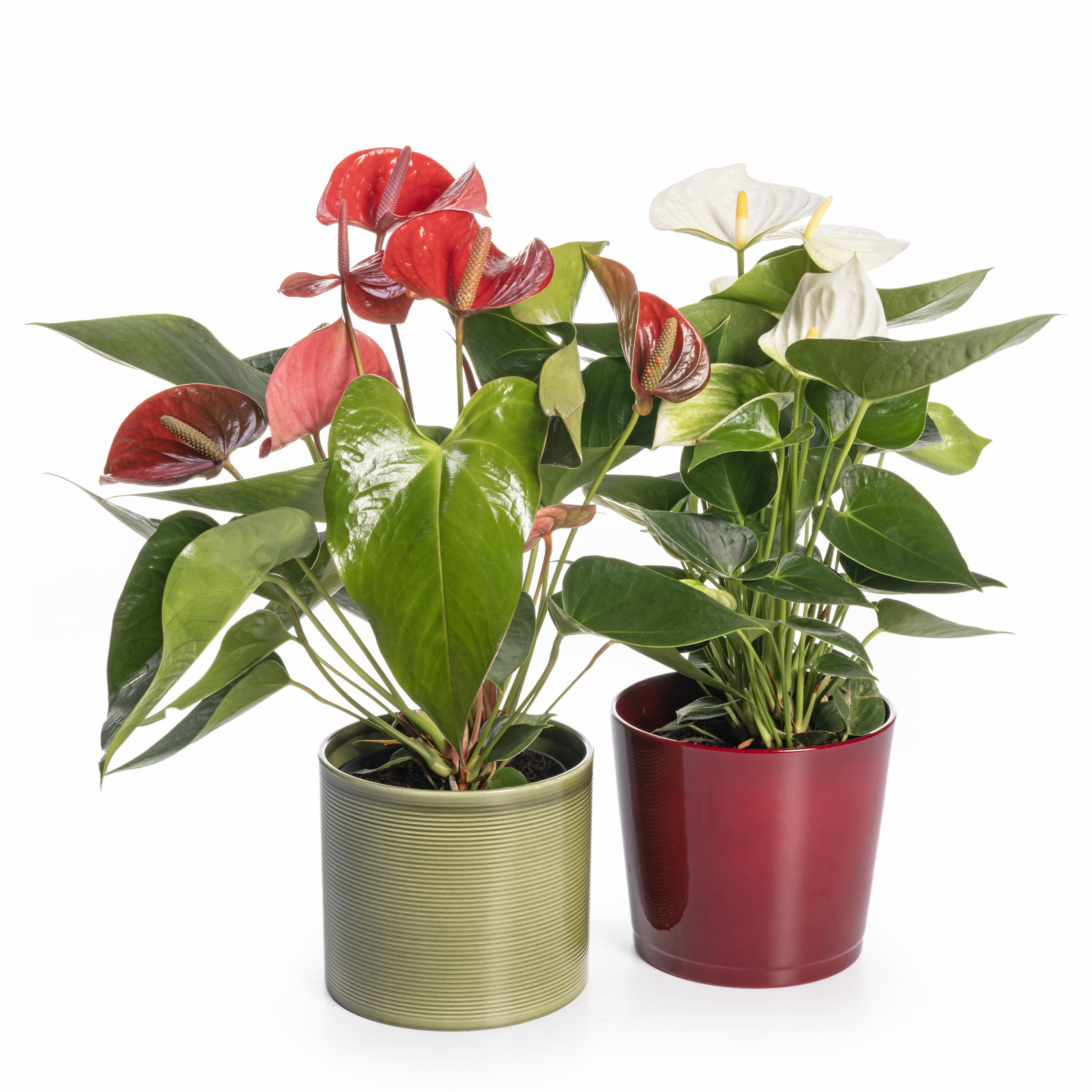 Afbeelding van een Anthurium Lily Rose in een witte pot - Aveve