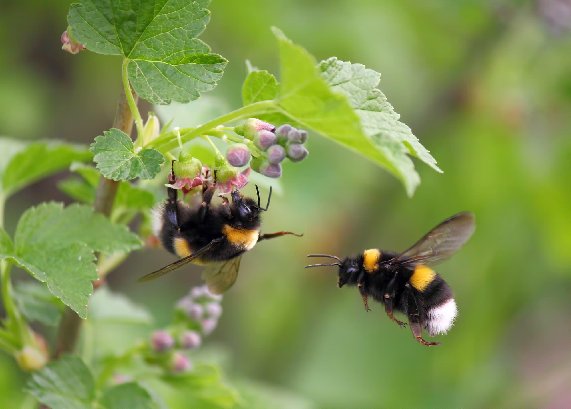 Bijen en hommels in de tuin – Aveve