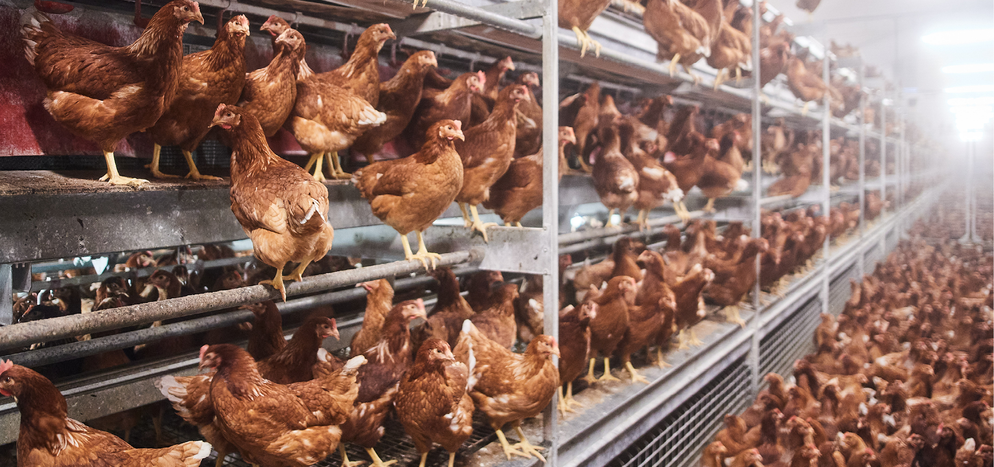 Opfok alternatieve huisvesting 968x455px