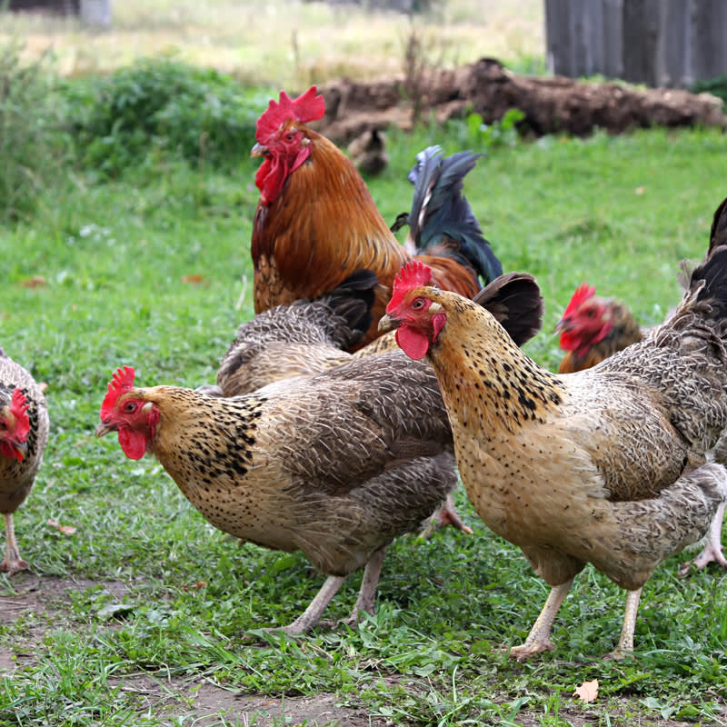 Lief Op maat meer Kippen beschermen tegen roofdieren en ongedierte - Aveve