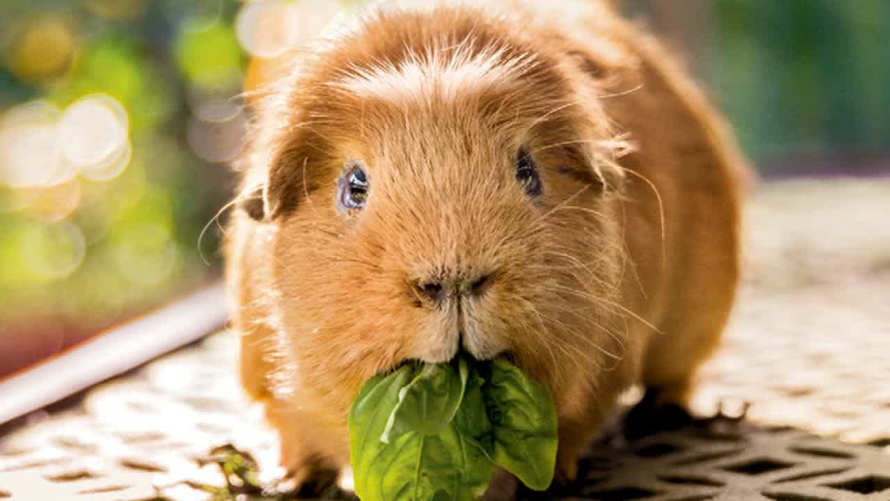 cavia 3