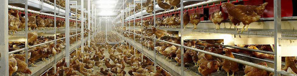 Scharrel 2 968x250px