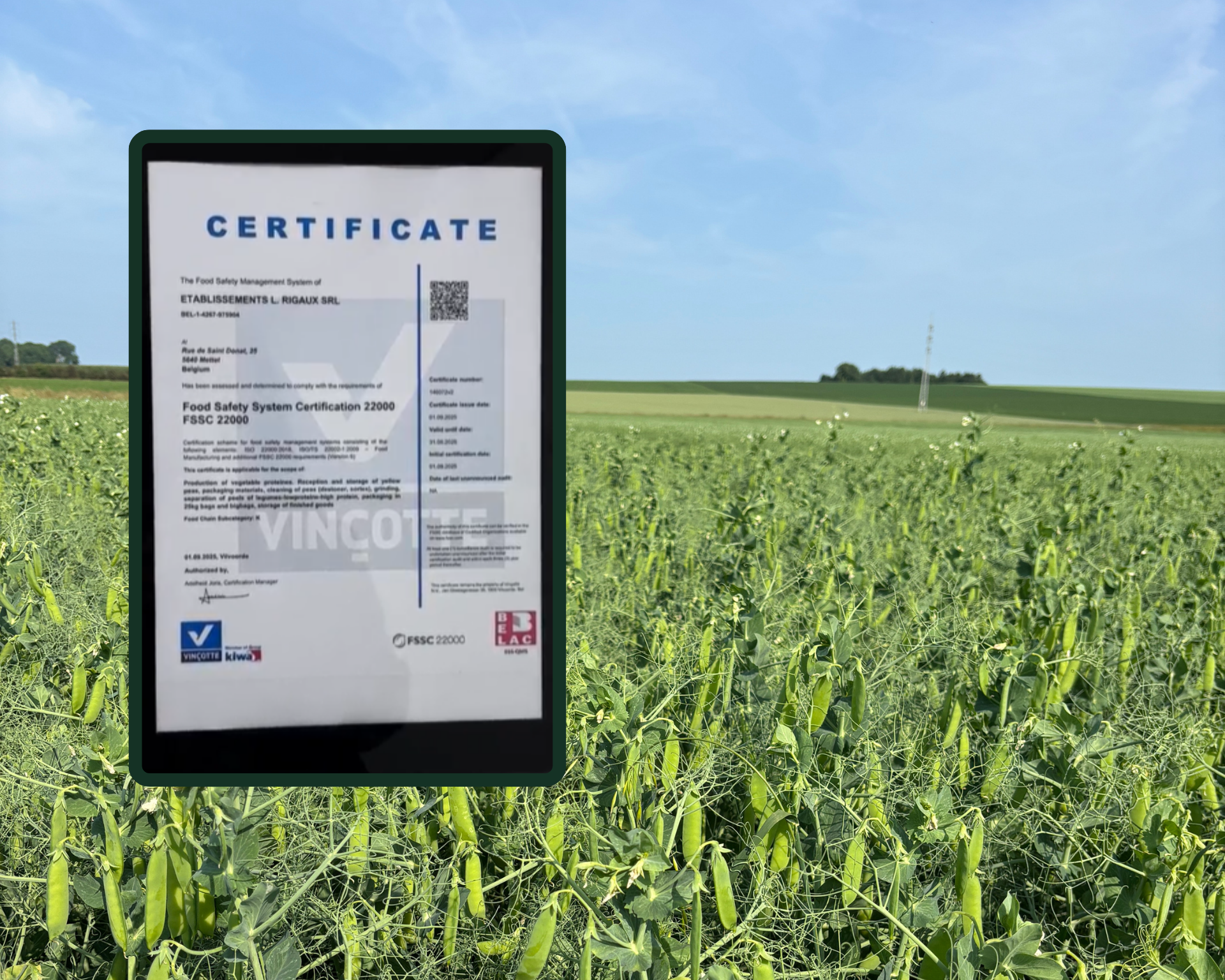 Gele erwten openen nieuwe deuren in voeding en landbouw I&T1