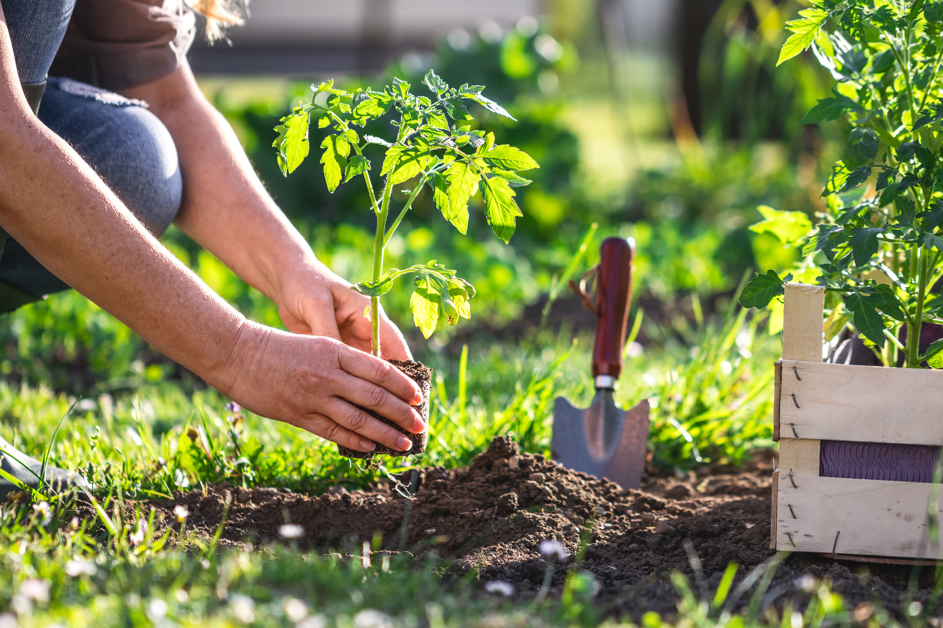 Aveve_Inspiratie_tuin_moestuin_vlotte-start_hoe-starten-met-eigen-kruidentuin_verse-basilicum.jpg