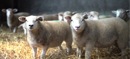 Moutons dans l'étable