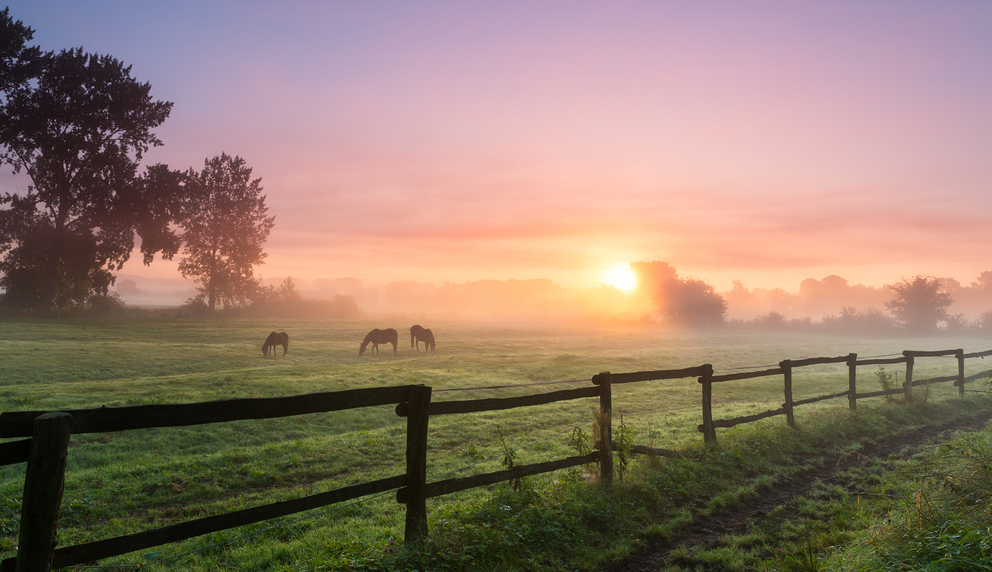 horses morning sunset