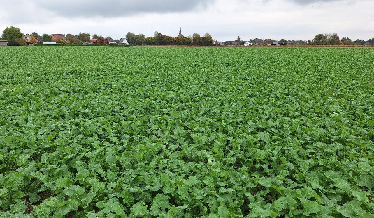 Update koolzaad: Groeiregulatie en boorbemesting in het najaar  