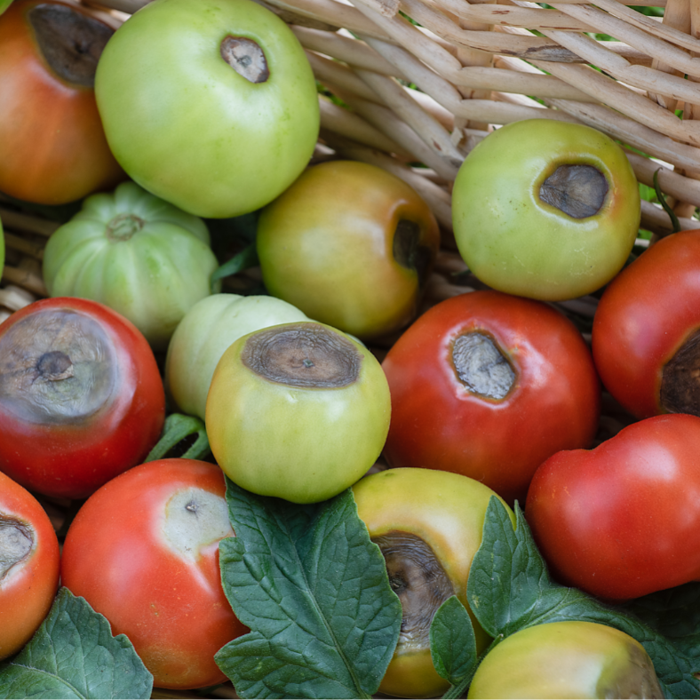 Image de tomates souffrant d’une carence en potassium - Aveve