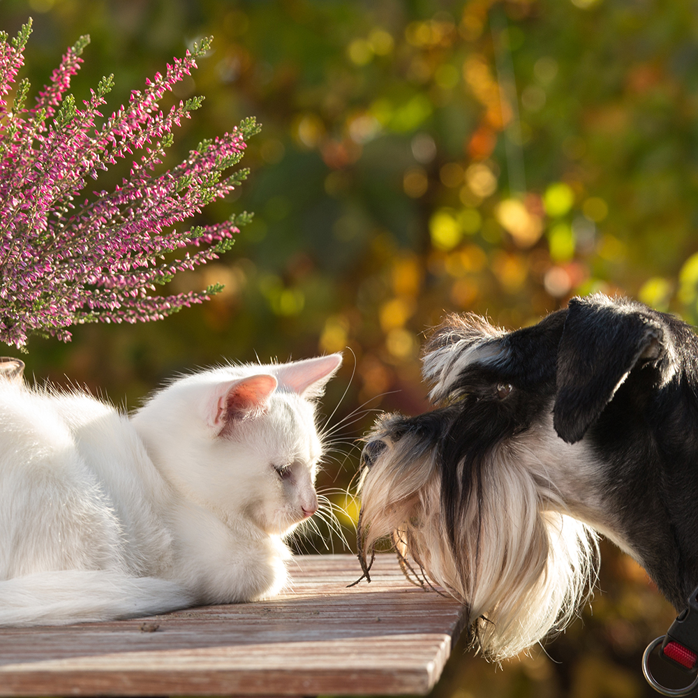 Hond en kat ruiken aan elkaar – Aveve