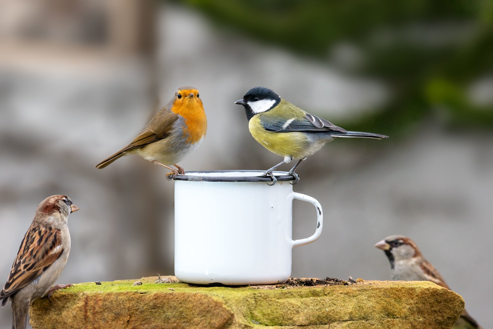 banner Wildlife