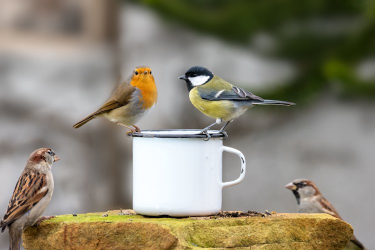 banner Wildlife