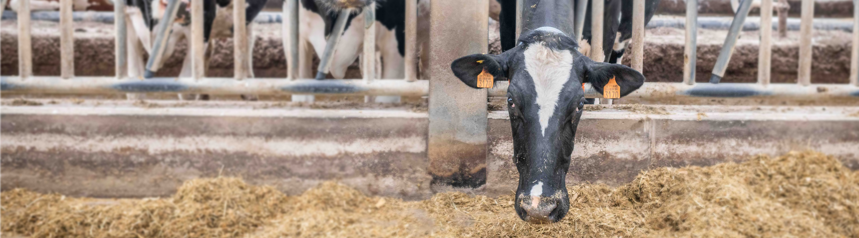 vache dans l'étable