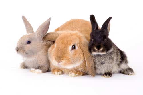 soorten konijnen