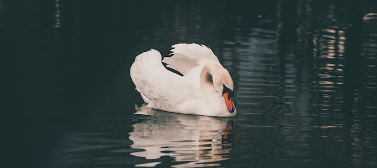 Swan on lake