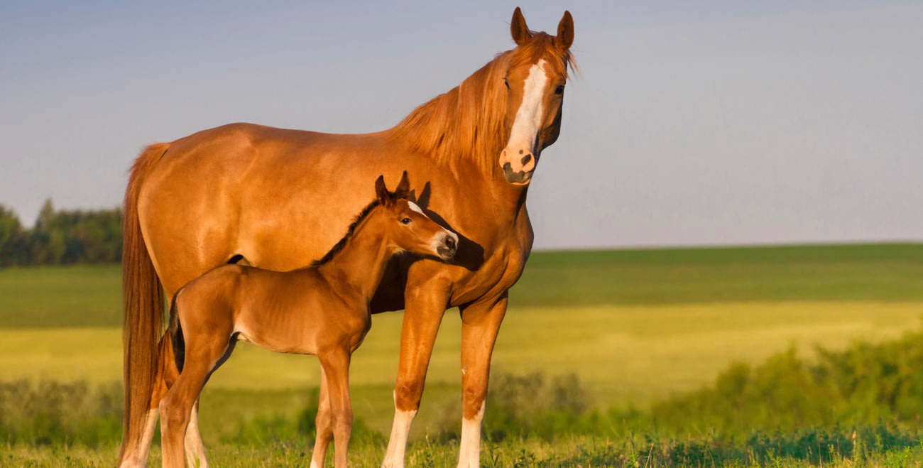 Banner Paarden Fokkerij