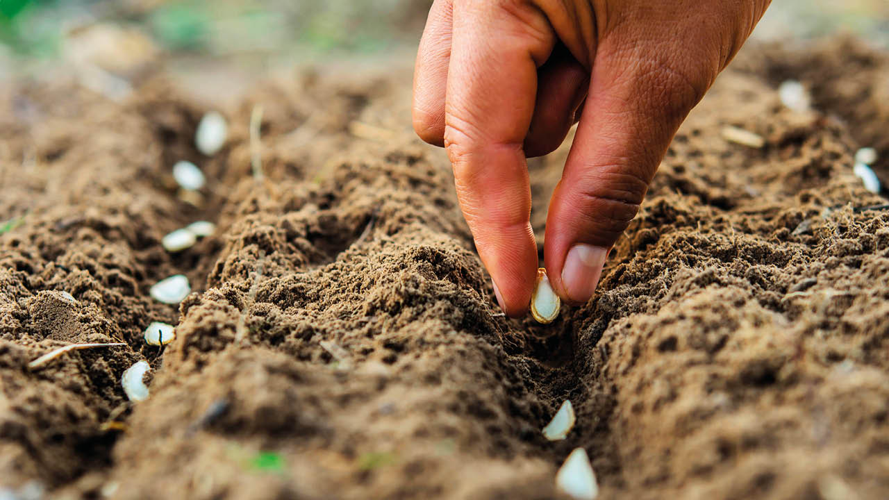Categorie tuinzaden image