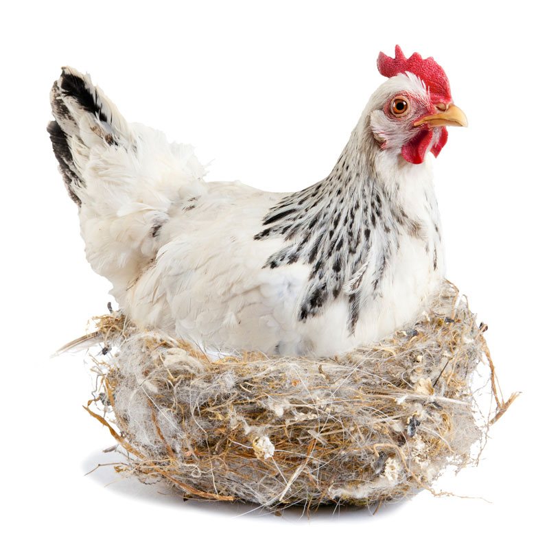 delicaat binnen solo Stokken en nesten voor je kippen