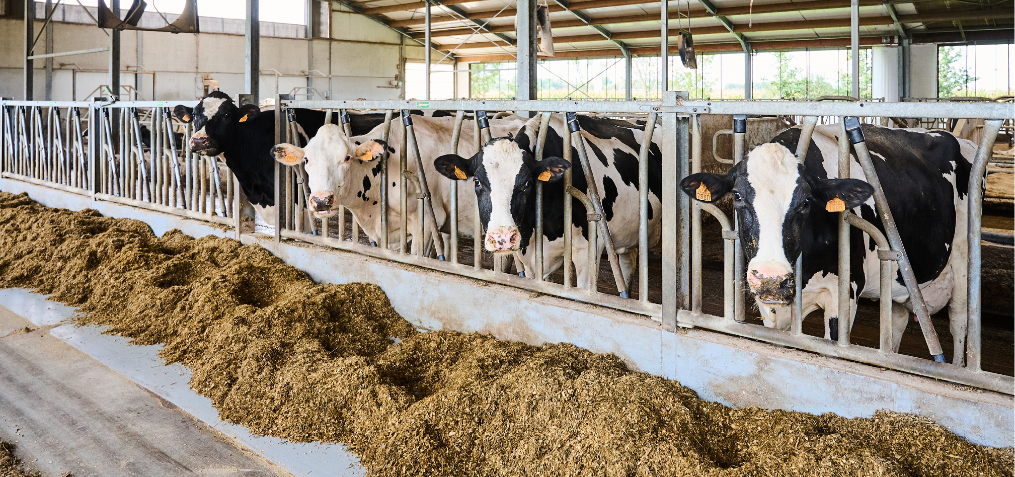 Mineralen & specialisteiten 968x455px