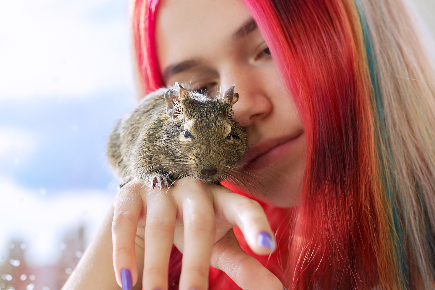 Een degoe als huisdier