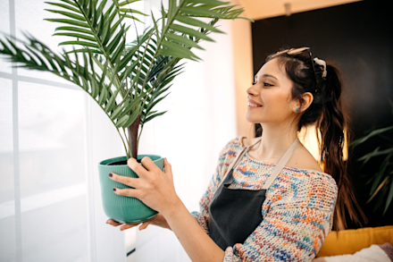 Canarische dadelpalm - 2 voor €30