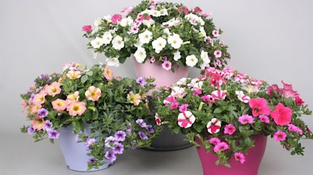 Tuinplant in de kijker: Perkplanten - 2 voor € 35
