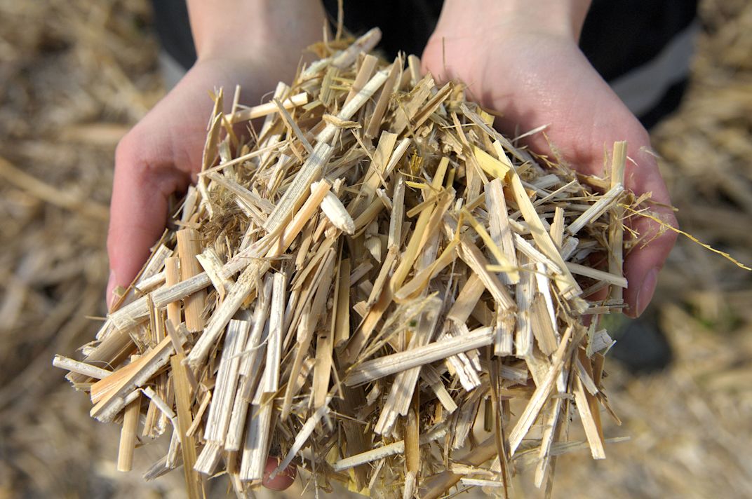17.06.2026_Nieuwsbrief_AH_Miscanthus in Vlaanderen: een lokaal verhaal