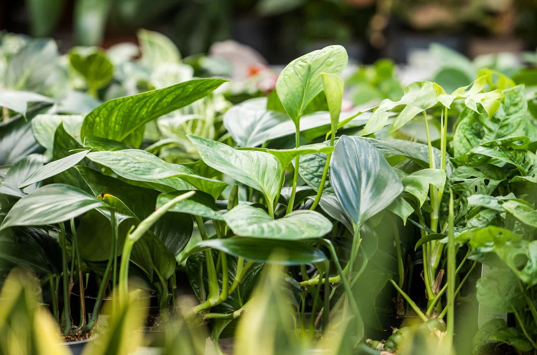 image: groene kamerplanten