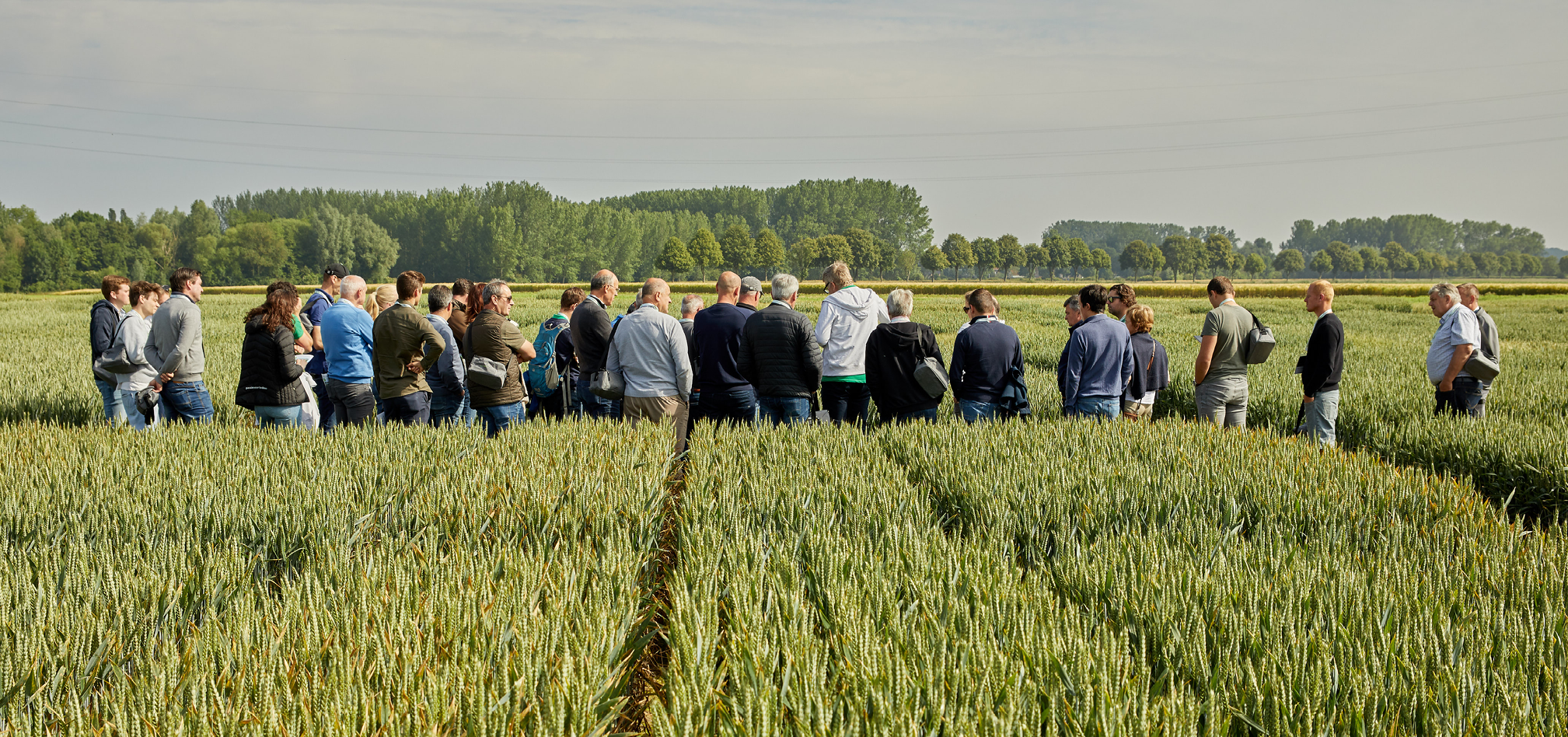 Toppers in tarwe en gerst 968x455px