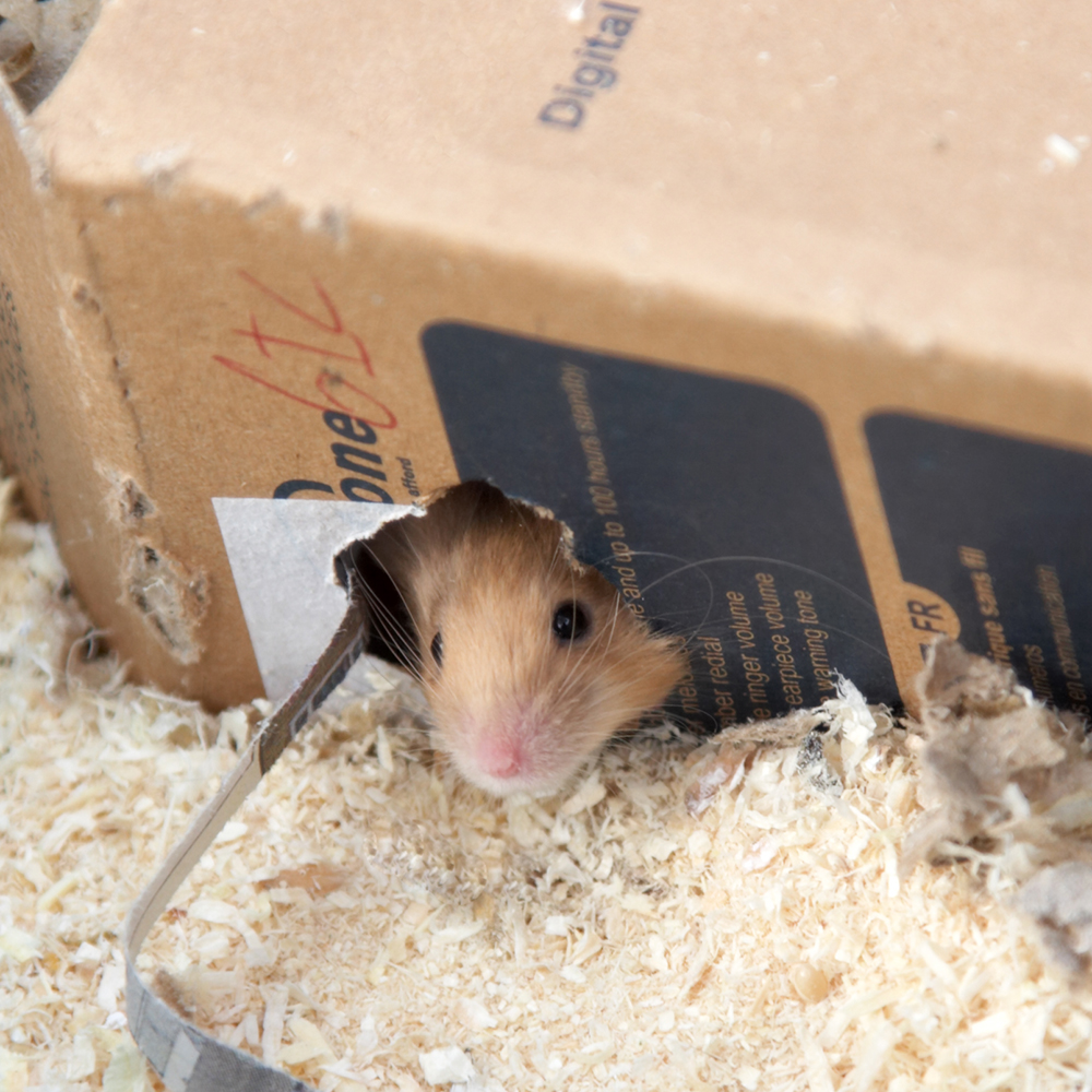 Aménager le logement idéal pour vos souris