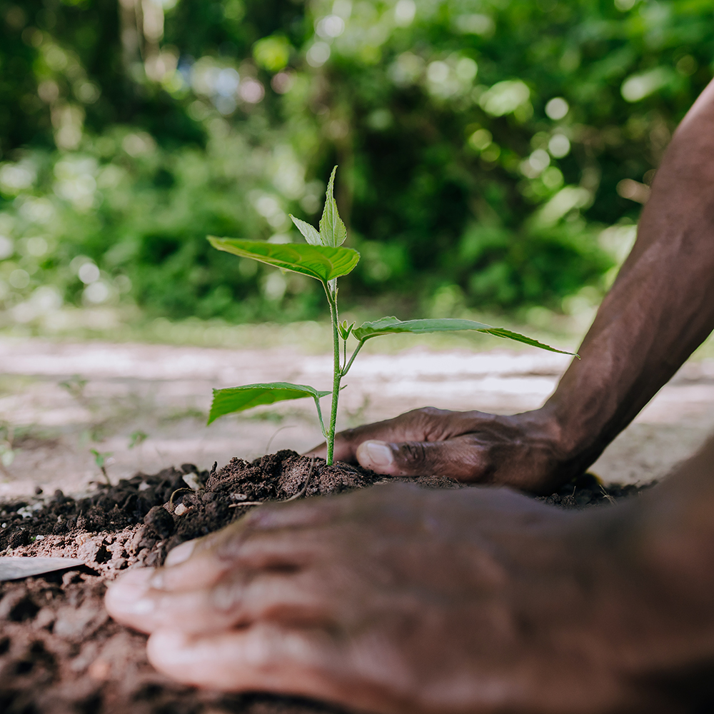 Aarde in handpalmen met groen plantje - Aveve