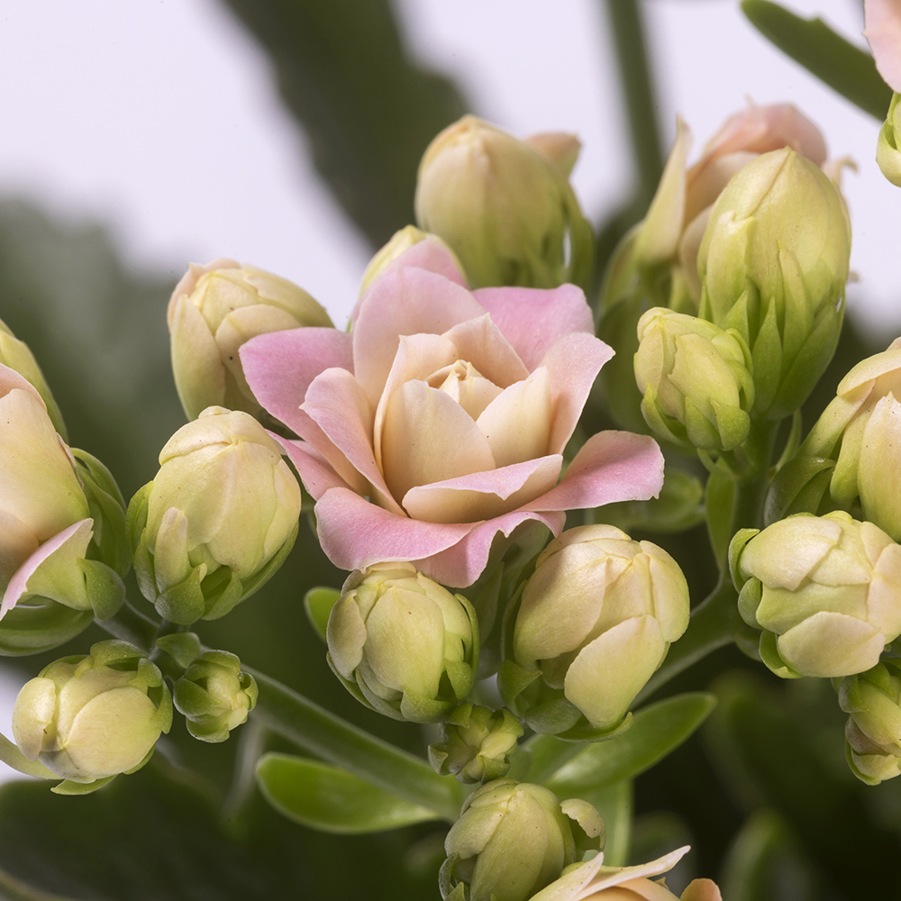 Image d’un kalanchoé avec des fleurs - Aveve 