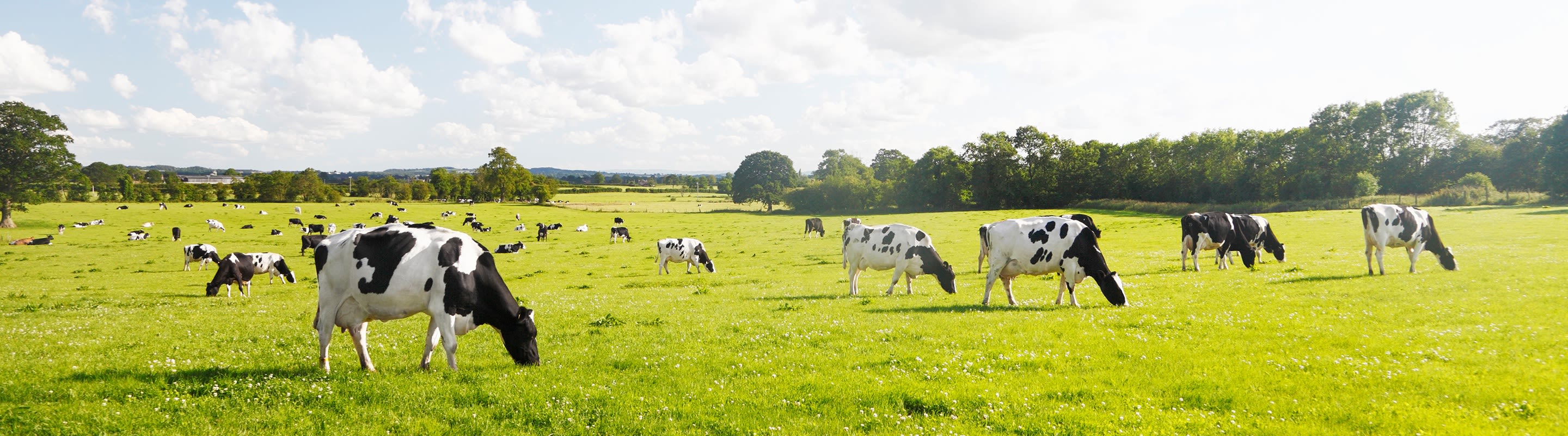 vaches dans le pré