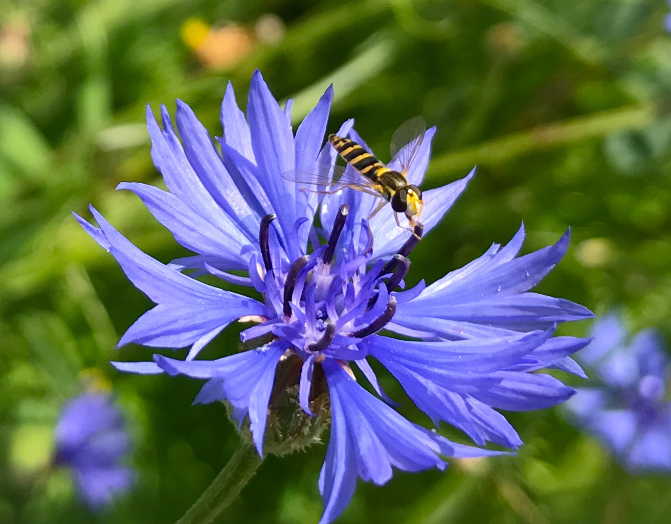 Invito wildbloemenmengsel